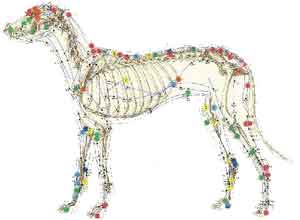 Acupuntura Veterinária em Presidente Prudente